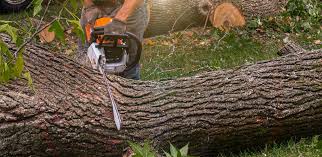 Best Commercial Tree Services  in Forest Hill, TX