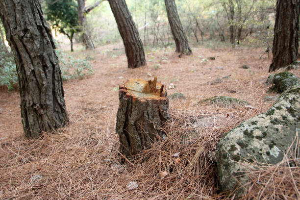 Leaf Removal in Forest Hill, TX